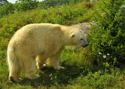 Polar Bear