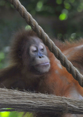 Orang-utan