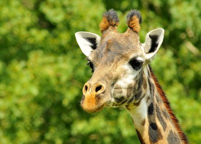Masai Giraffe