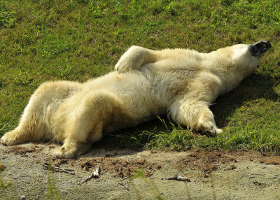 Polar Bear