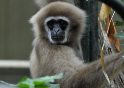White faced Gibbon