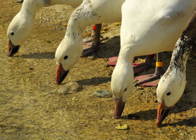 Snow geese
