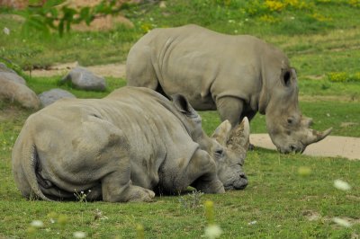 White Rhinos