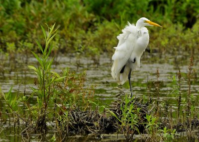 Great Egret