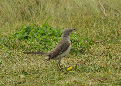 Northern Mockingbird