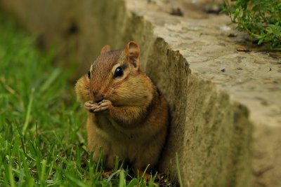 Chipmunk