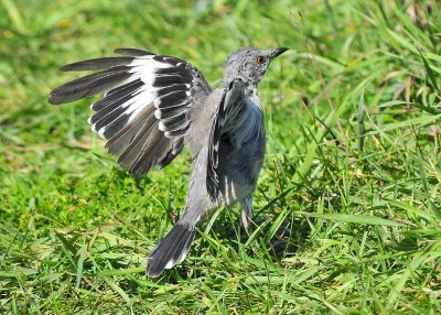 Northern Mockingbird