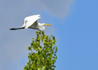 Great Egret