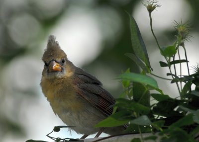 Junior (Juvenile Northern Cardinal Female)