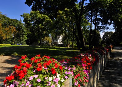 Flower lined lane
