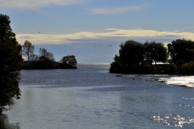 Mimico Creek Estuary