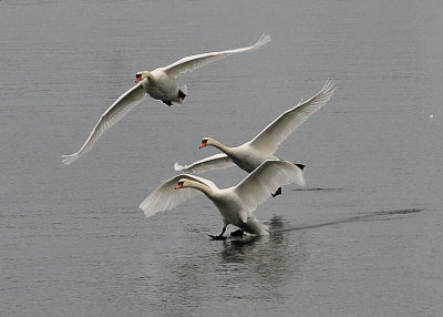 Mute Swans