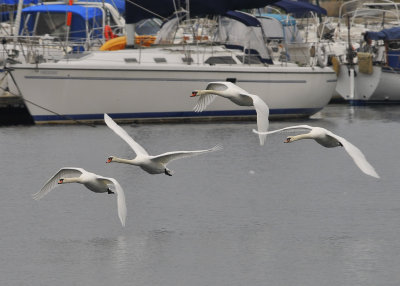Mute Swans