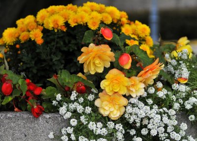 Fall flowers