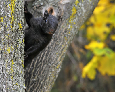 Curious black squirrel