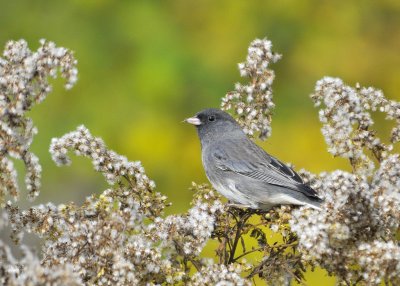 Junco