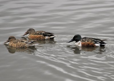 Northern Shovellers