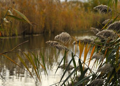 The water's edge