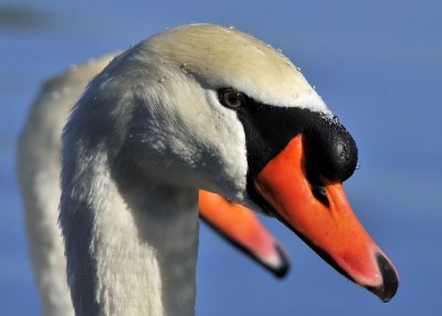 Mute Swans
