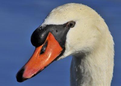 Mute Swan