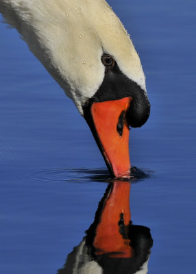 Mute Swan