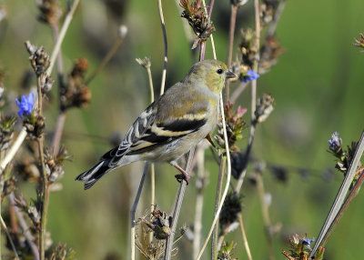 American Goldfinch