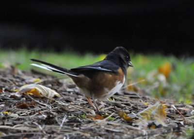 Eastern Towhee