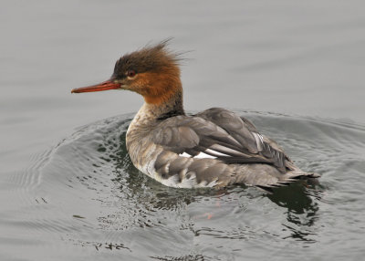 Red Breasted Merganser