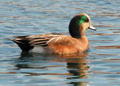 American Wigeon