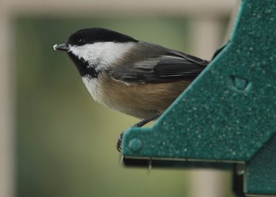 Black Capped Chickadee
