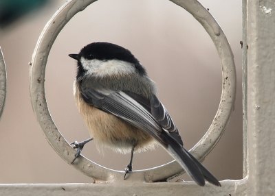 Black Capped Chickadee