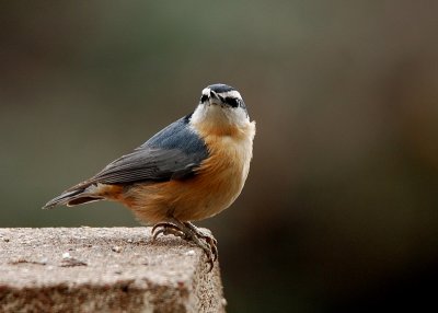Red Breasted Nuthatch