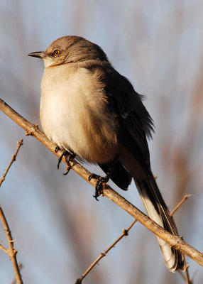 Northern Mockingbird