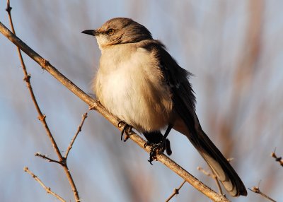 Northern Mockingbird