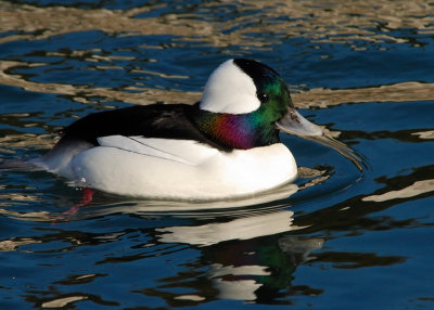 Bufflehead male