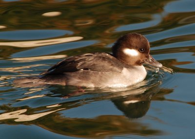 Bufflehead female