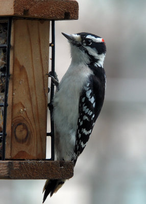 Downy Woodpecker