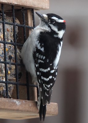 Downy Woodpecker