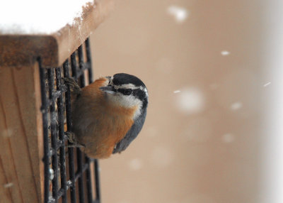 Red Breasted Nuthatch