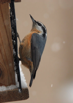 Red Breasted Nuthatch