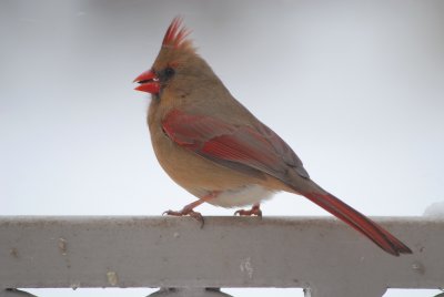 Cardinal female