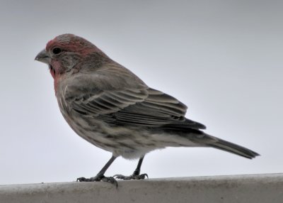 House Finch male