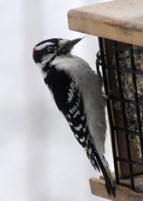 Sticking his tongue out - Downy Woodpecker
