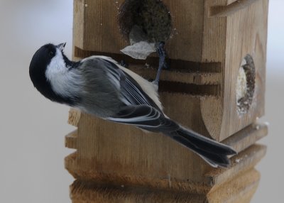 Black Capped Chickadee