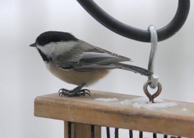 Black Capped Chickadee