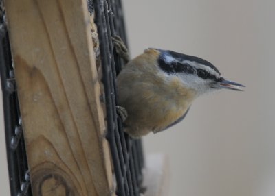 Red Breasted Nuthatch