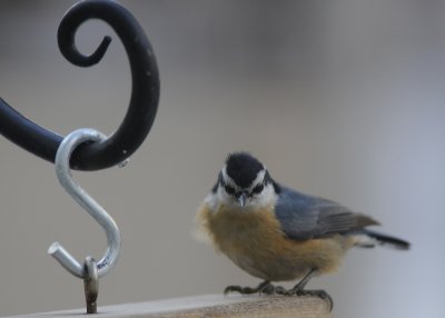 Red Breasted Nuthatch