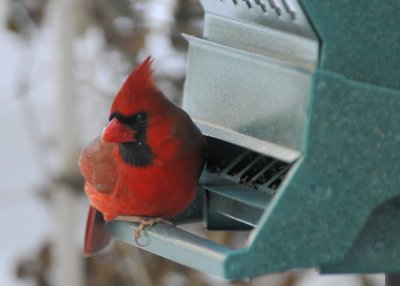 Cardinal male