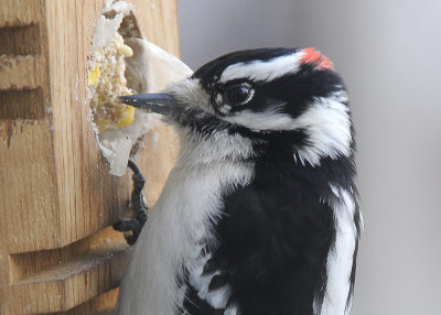 Downy Woodpecker