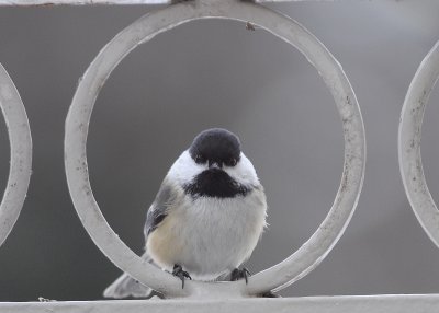 Black Capped Chickadee